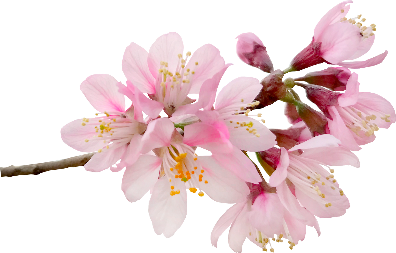Cherry blossom flower